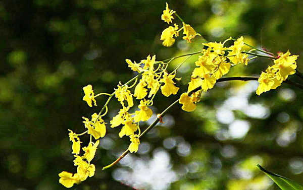 幽兰芬芳兰花谷