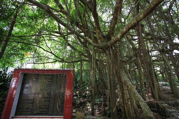 亚洲最大古榕树在定安